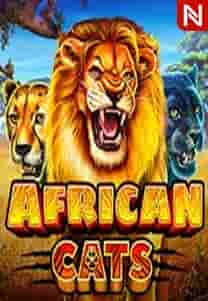 African Cats